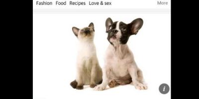 pets and climate