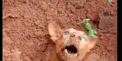 2021 video shared as dog being rescued