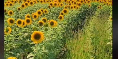 Face the Sun