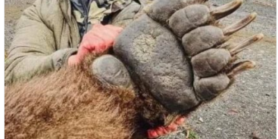 Bear's Paw Compared