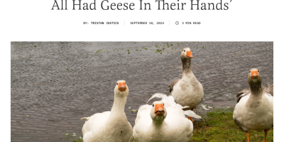 Haitians Hunting Geese