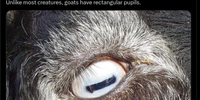 Rectangular Pupils
