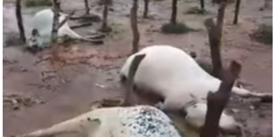 livestock killed by floods in Bangladesh