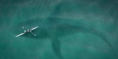 65-Foot 'Kodiak Sharks