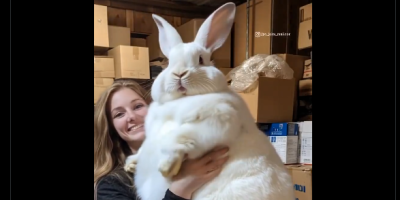 Giant Rabbit