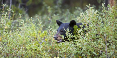 Roubaix : Un ours