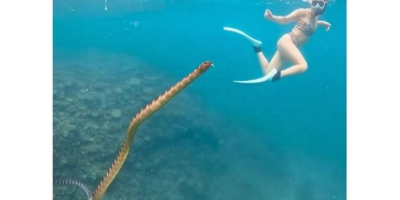 Sea snake