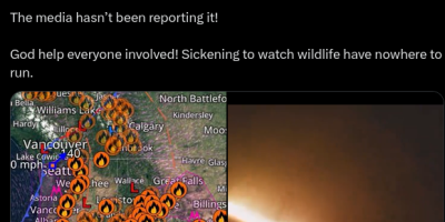 deer running from wildfire