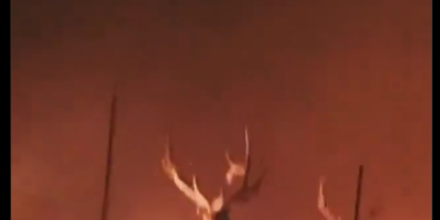 elk running through flames